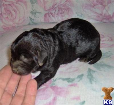 Labradoodle Puppies for Sale